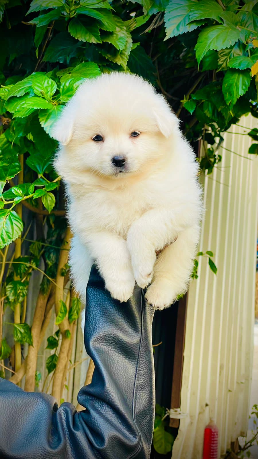 Pomeranian